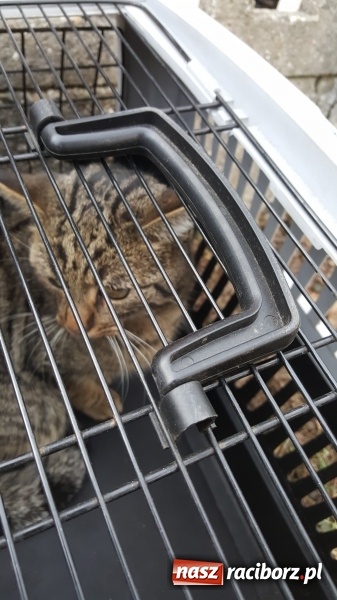 Zdjęcie w galerii na portalu naszraciborz.pl: Strażacy uratowali kota, który wpadł do studni. FOTO i WIDEO z akcji wiadomości z regionu