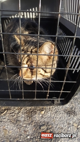 Zdjęcie w galerii na portalu naszraciborz.pl: Strażacy uratowali kota, który wpadł do studni. FOTO i WIDEO z akcji wiadomości z regionu