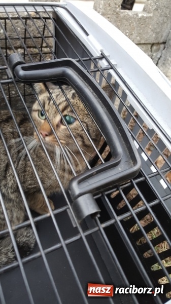 Zdjęcie w galerii na portalu naszraciborz.pl: Strażacy uratowali kota, który wpadł do studni. FOTO i WIDEO z akcji wiadomości z regionu