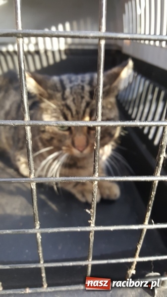 Zdjęcie w galerii na portalu naszraciborz.pl: Strażacy uratowali kota, który wpadł do studni. FOTO i WIDEO z akcji wiadomości z regionu