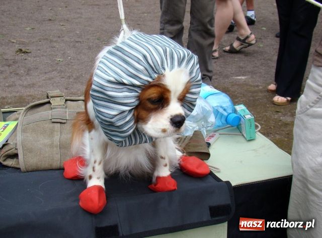 Zdjęcie w galerii na portalu naszraciborz.pl: Psie piękności zjechały do Raciborza wiadomości z regionu