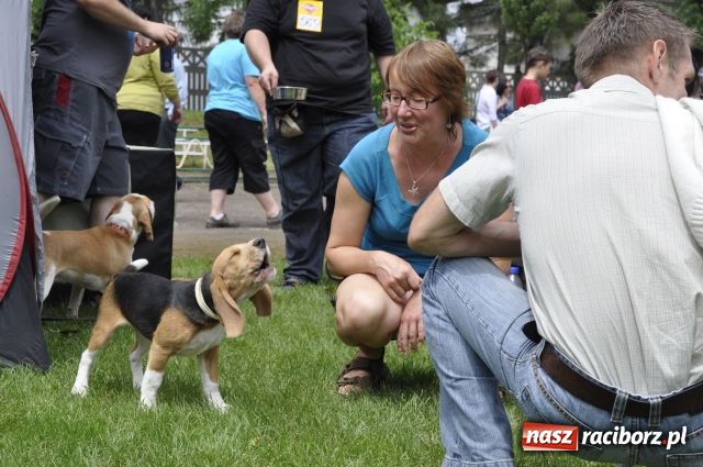 Zdjęcie w galerii na portalu naszraciborz.pl: Psie piękności zjechały do Raciborza wiadomości z regionu