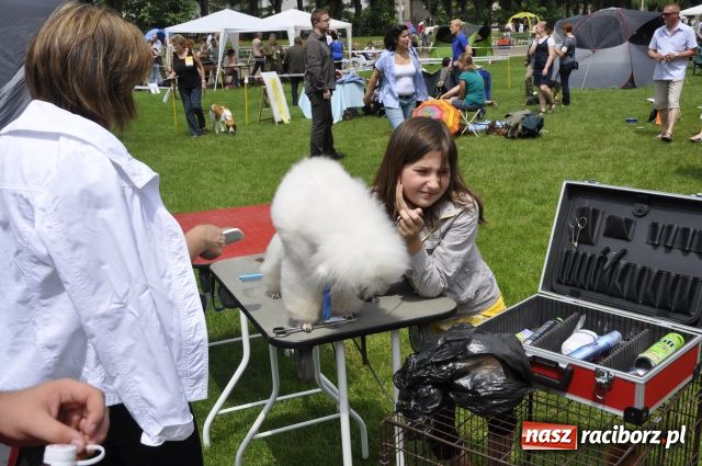 Zdjęcie w galerii na portalu naszraciborz.pl: Psie piękności zjechały do Raciborza wiadomości z regionu