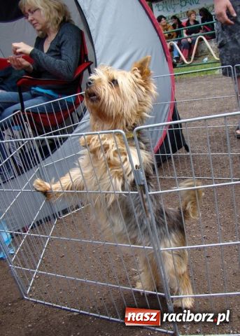 Zdjęcie w galerii na portalu naszraciborz.pl: Psie piękności zjechały do Raciborza wiadomości z regionu