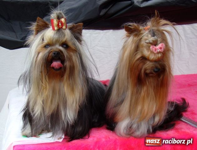 Zdjęcie w galerii na portalu naszraciborz.pl: Psie piękności zjechały do Raciborza wiadomości z regionu