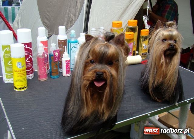 Zdjęcie w galerii na portalu naszraciborz.pl: Psie piękności zjechały do Raciborza wiadomości z regionu