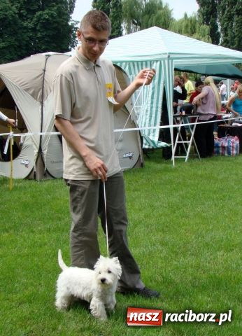 Zdjęcie w galerii na portalu naszraciborz.pl: Psie piękności zjechały do Raciborza wiadomości z regionu