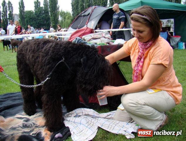 Zdjęcie w galerii na portalu naszraciborz.pl: Psie piękności zjechały do Raciborza wiadomości z regionu