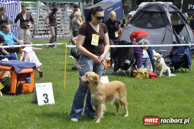 Zdjęcie w galerii na portalu naszraciborz.pl: Psie piękności zjechały do Raciborza wiadomości z regionu