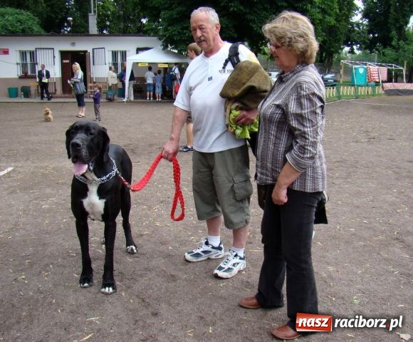 Zdjęcie w galerii na portalu naszraciborz.pl: Psie piękności zjechały do Raciborza wiadomości z regionu