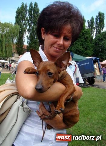 Zdjęcie w galerii na portalu naszraciborz.pl: Psie piękności zjechały do Raciborza wiadomości z regionu