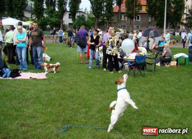 Zdjęcie w galerii na portalu naszraciborz.pl: Psie piękności zjechały do Raciborza wiadomości z regionu
