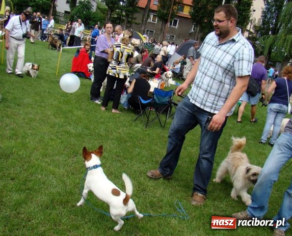 Zdjęcie w galerii na portalu naszraciborz.pl: Psie piękności zjechały do Raciborza wiadomości z regionu