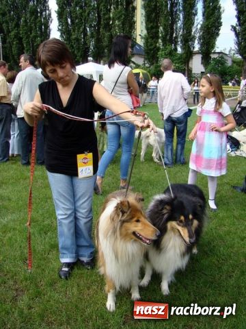 Zdjęcie w galerii na portalu naszraciborz.pl: Psie piękności zjechały do Raciborza wiadomości z regionu