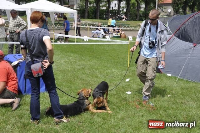 Zdjęcie w galerii na portalu naszraciborz.pl: Psie piękności zjechały do Raciborza wiadomości z regionu