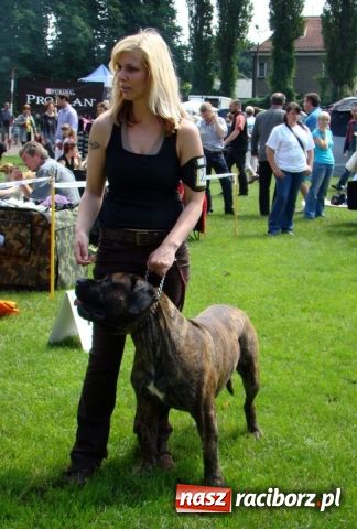 Zdjęcie w galerii na portalu naszraciborz.pl: Psie piękności zjechały do Raciborza wiadomości z regionu