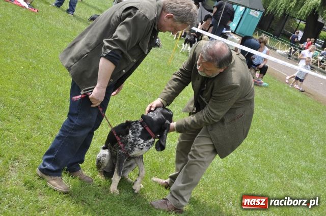 Zdjęcie w galerii na portalu naszraciborz.pl: Psie piękności zjechały do Raciborza wiadomości z regionu