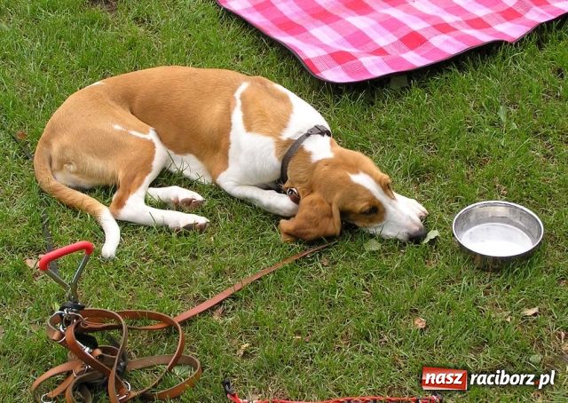 Zdjęcie w galerii na portalu naszraciborz.pl: Psie piękności zjechały do Raciborza wiadomości z regionu