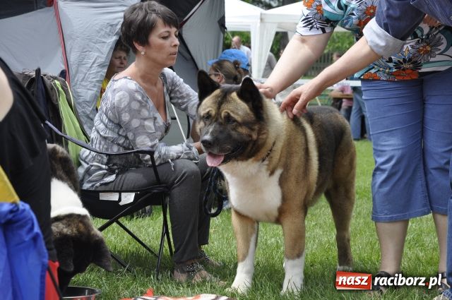 Zdjęcie w galerii na portalu naszraciborz.pl: Psie piękności zjechały do Raciborza wiadomości z regionu