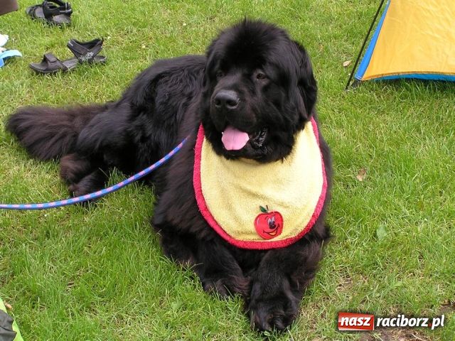 Zdjęcie w galerii na portalu naszraciborz.pl: Psie piękności zjechały do Raciborza wiadomości z regionu