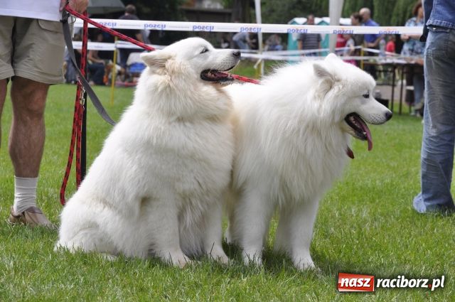 Zdjęcie w galerii na portalu naszraciborz.pl: Psie piękności zjechały do Raciborza wiadomości z regionu