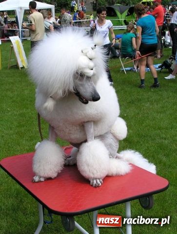 Zdjęcie w galerii na portalu naszraciborz.pl: Psie piękności zjechały do Raciborza wiadomości z regionu