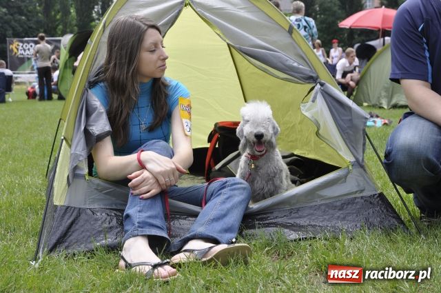Zdjęcie w galerii na portalu naszraciborz.pl: Psie piękności zjechały do Raciborza wiadomości z regionu