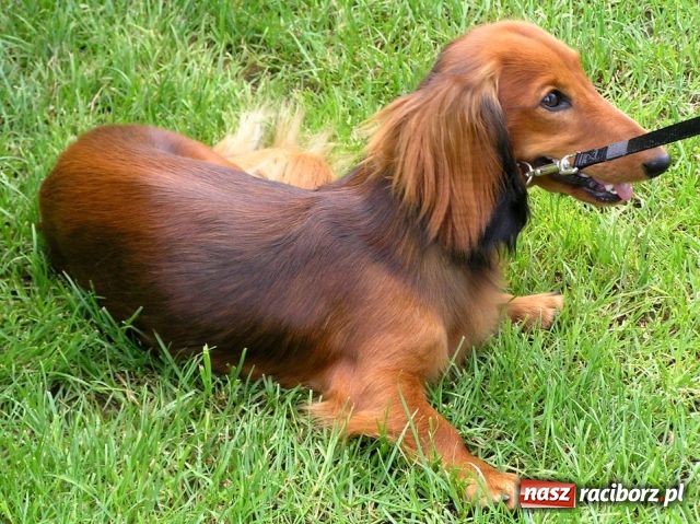 Zdjęcie w galerii na portalu naszraciborz.pl: Psie piękności zjechały do Raciborza wiadomości z regionu