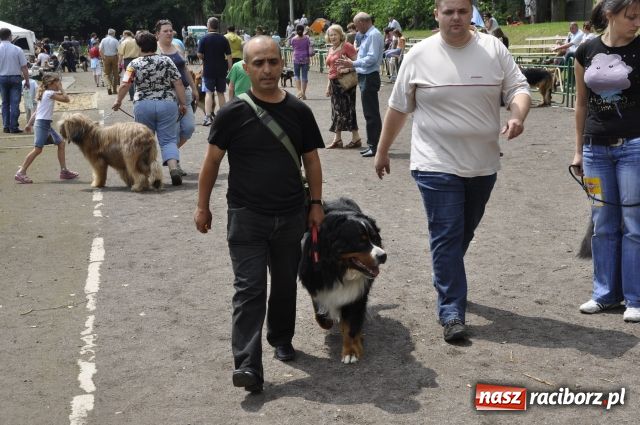 Zdjęcie w galerii na portalu naszraciborz.pl: Psie piękności zjechały do Raciborza wiadomości z regionu