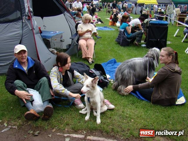 Zdjęcie w galerii na portalu naszraciborz.pl: Psie piękności zjechały do Raciborza wiadomości z regionu
