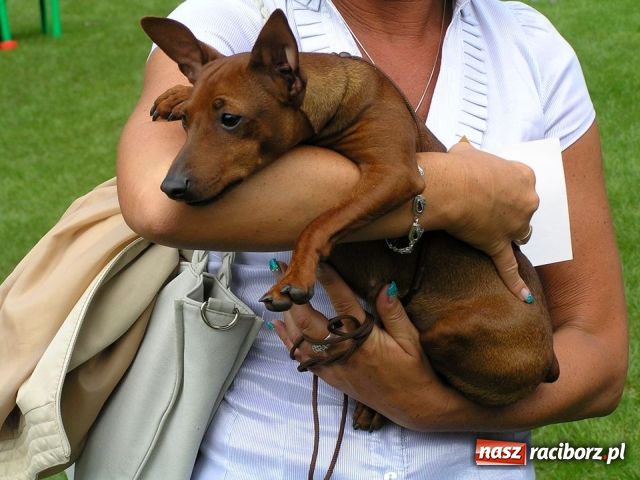 Zdjęcie w galerii na portalu naszraciborz.pl: Psie piękności zjechały do Raciborza wiadomości z regionu
