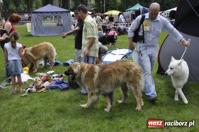 Zdjęcie w galerii na portalu naszraciborz.pl: Psie piękności zjechały do Raciborza wiadomości z regionu