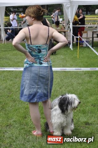 Zdjęcie w galerii na portalu naszraciborz.pl: Psie piękności zjechały do Raciborza wiadomości z regionu