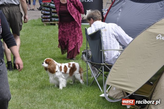 Zdjęcie w galerii na portalu naszraciborz.pl: Psie piękności zjechały do Raciborza wiadomości z regionu