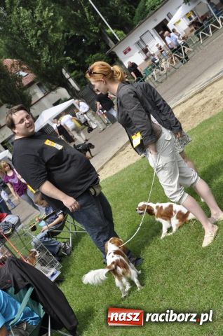 Zdjęcie w galerii na portalu naszraciborz.pl: Psie piękności zjechały do Raciborza wiadomości z regionu