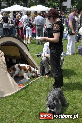 Zdjęcie w galerii na portalu naszraciborz.pl: Psie piękności zjechały do Raciborza wiadomości z regionu