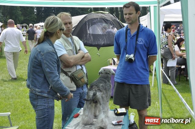 Zdjęcie w galerii na portalu naszraciborz.pl: Psie piękności zjechały do Raciborza wiadomości z regionu