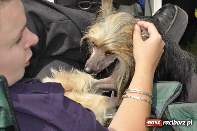 Zdjęcie w galerii na portalu naszraciborz.pl: Psie piękności zjechały do Raciborza wiadomości z regionu