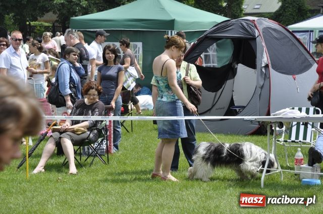 Zdjęcie w galerii na portalu naszraciborz.pl: Psie piękności zjechały do Raciborza wiadomości z regionu