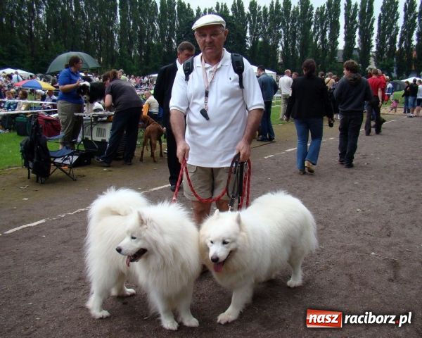 Zdjęcie w galerii na portalu naszraciborz.pl: Psie piękności zjechały do Raciborza wiadomości z regionu
