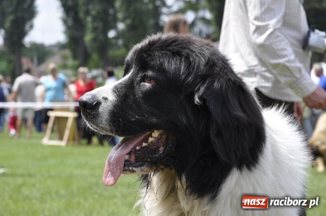 Zdjęcie w galerii na portalu naszraciborz.pl: Psie piękności zjechały do Raciborza wiadomości z regionu