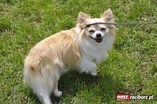 Zdjęcie w galerii na portalu naszraciborz.pl: Psie piękności zjechały do Raciborza wiadomości z regionu