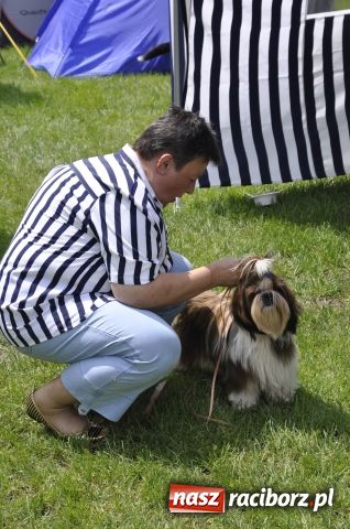 Zdjęcie w galerii na portalu naszraciborz.pl: Psie piękności zjechały do Raciborza wiadomości z regionu