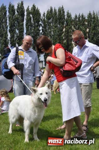 Zdjęcie w galerii na portalu naszraciborz.pl: Psie piękności zjechały do Raciborza wiadomości z regionu