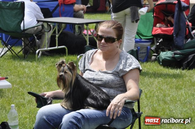 Zdjęcie w galerii na portalu naszraciborz.pl: Psie piękności zjechały do Raciborza wiadomości z regionu