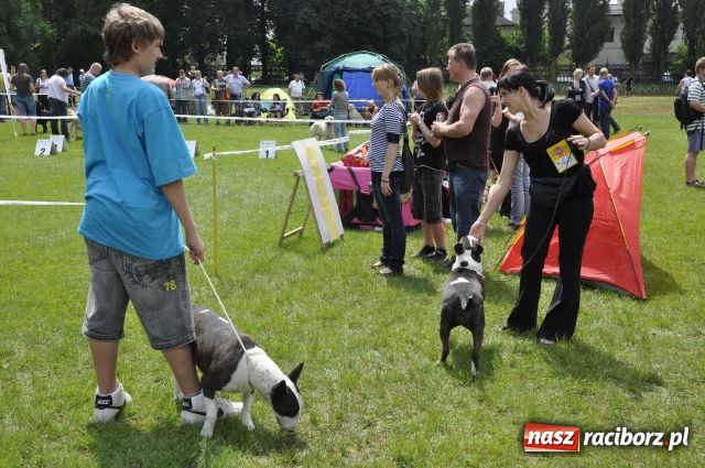 Zdjęcie w galerii na portalu naszraciborz.pl: Psie piękności zjechały do Raciborza wiadomości z regionu