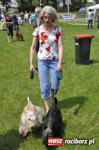 Zdjęcie w galerii na portalu naszraciborz.pl: Psie piękności zjechały do Raciborza wiadomości z regionu