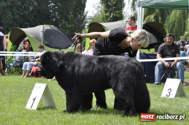 Zdjęcie w galerii na portalu naszraciborz.pl: Psie piękności zjechały do Raciborza wiadomości z regionu