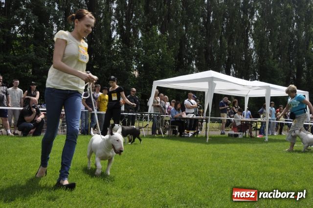 Zdjęcie w galerii na portalu naszraciborz.pl: Psie piękności zjechały do Raciborza wiadomości z regionu