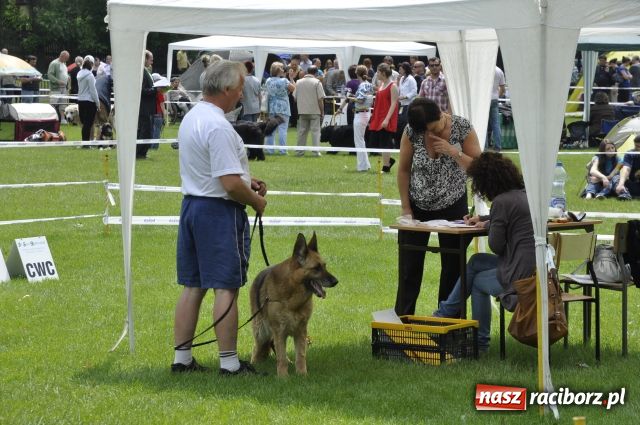 Zdjęcie w galerii na portalu naszraciborz.pl: Psie piękności zjechały do Raciborza wiadomości z regionu